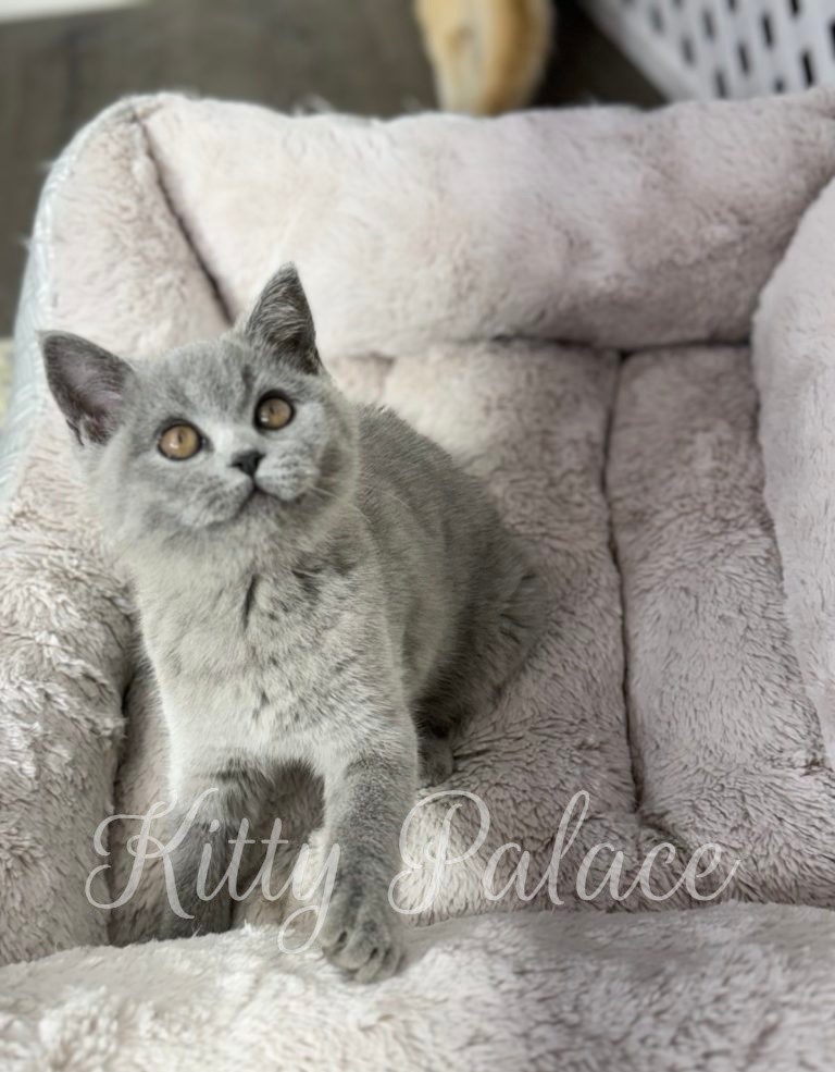 Misty. Female Scottish Straight Kitten For Sale in USA | Kitty Palace Cattery