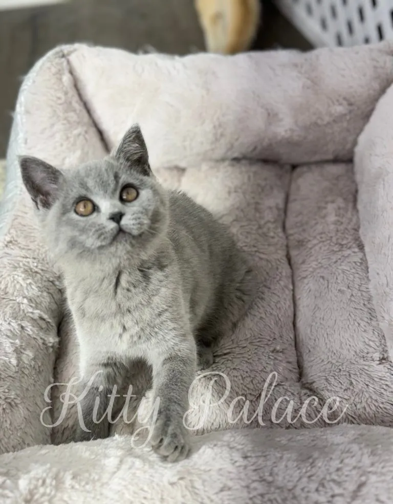 Scottish Straight blue kitten Misty stretching her paw in a soft cream bed