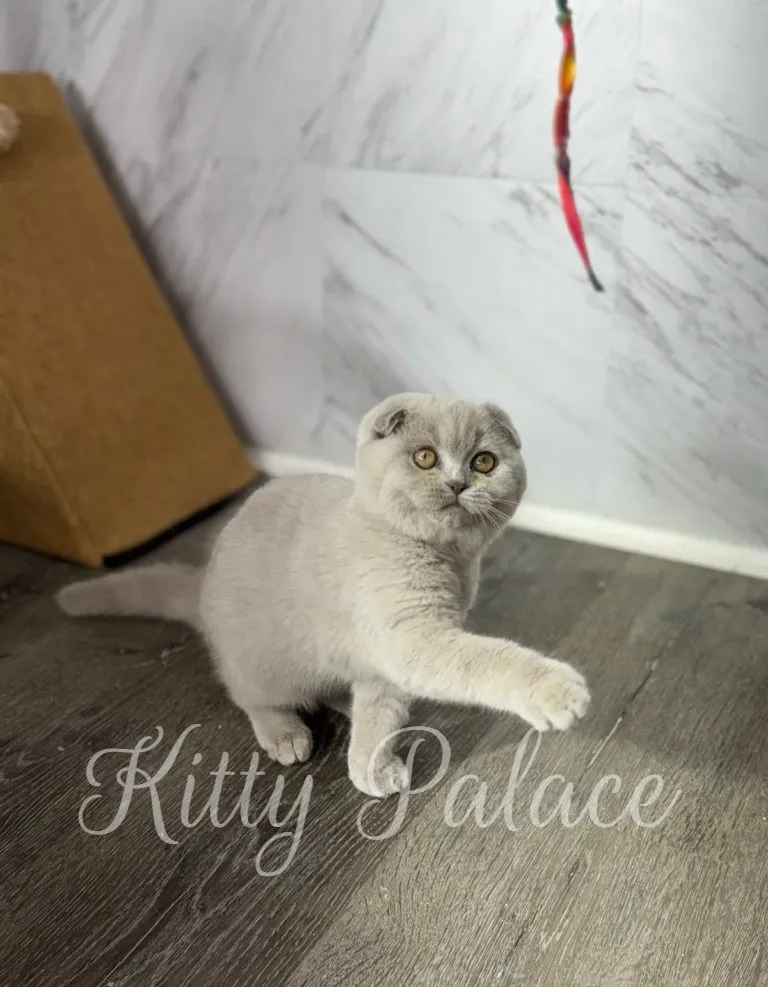 Playful kitten with folded ears reaching for a colorful teaser on wood floor