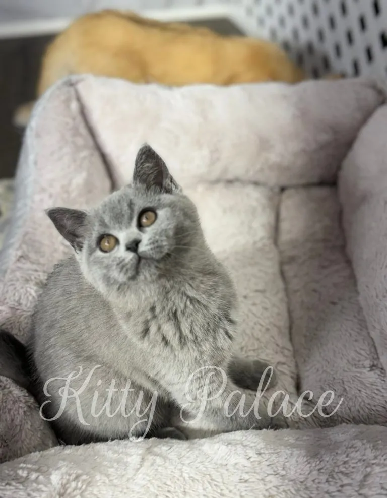 Playful Scottish Straight blue kitten Misty tilting her head in curiosity