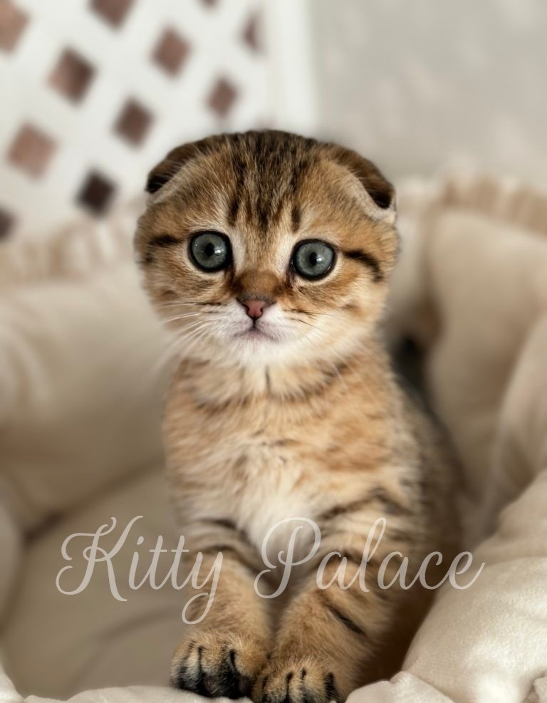 Archie. Male Scottish Fold Kitten For Sale in USA | Kitty Palace Cattery