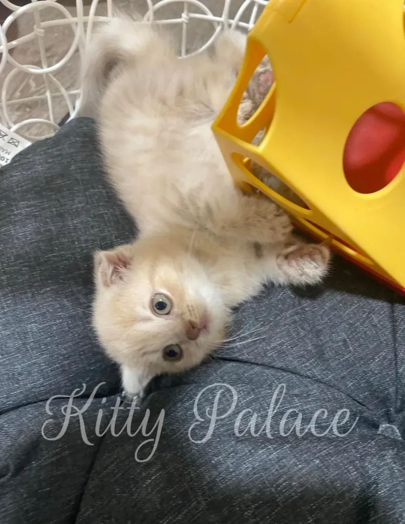 Curious cream tabby kitten Amelie peeks out while playing with a yellow toy block.