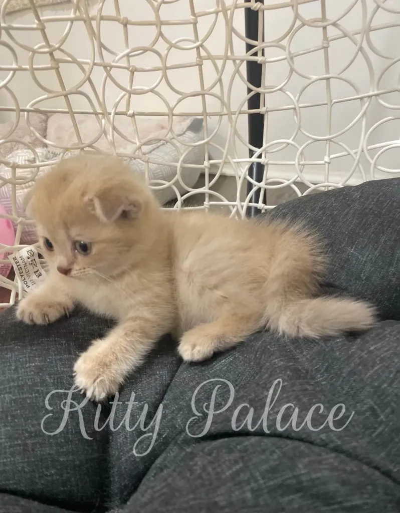 Amelie the cream-colored Scottish Fold kitten sits alert with folded ears and wide eyes.