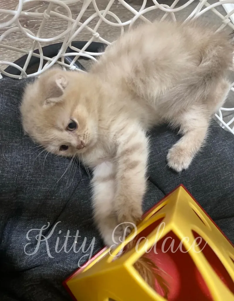 Scottish Fold kitten Amelie stretches out on her back, reaching for a toy.