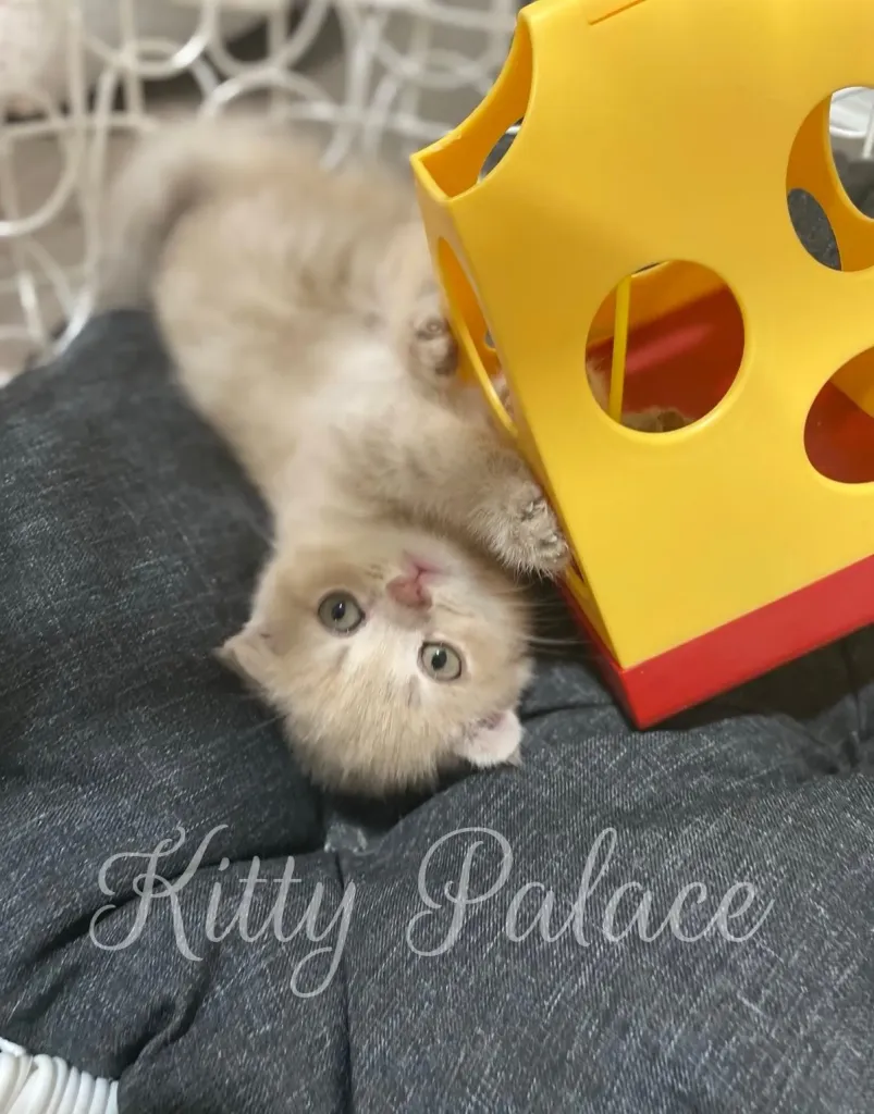 Playful Amelie hugs her yellow cube toy, showing her light tabby fur and folded ears.