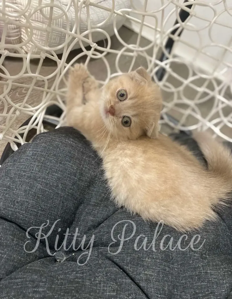 Buy Scottish Fold Kitten Amelie in USA | Kitty Palace Cattery