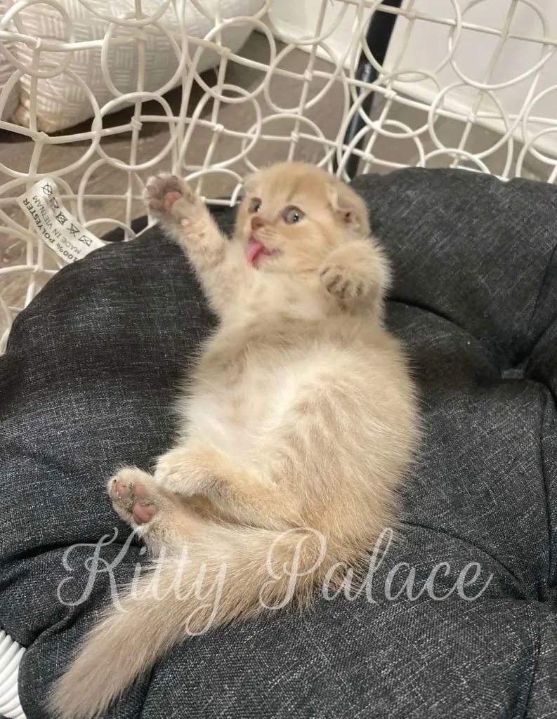 Cream tabby Scottish Fold kitten Amelie lies on a dark cushion, playfully raising her paws.