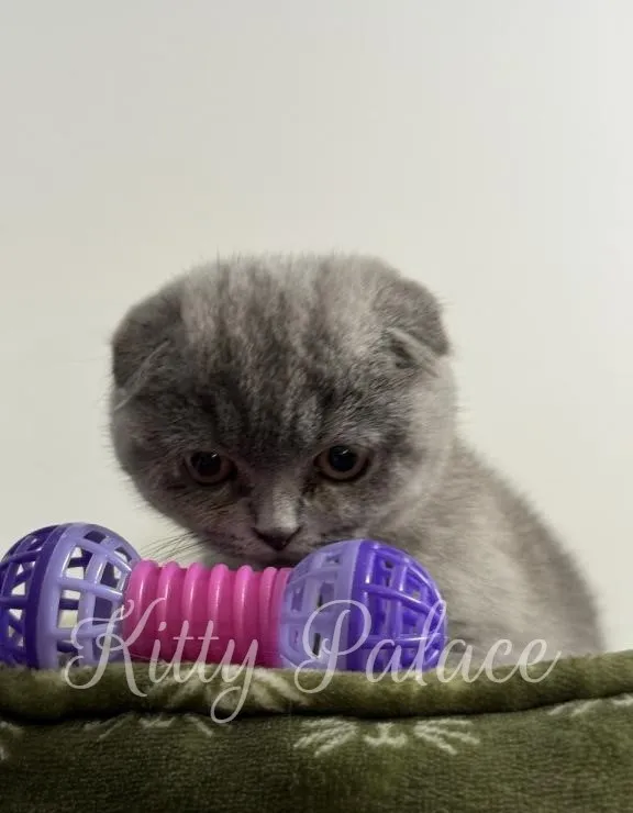 Close-up of Dana, a Scottish Fold kitten, curiously looking at a toy