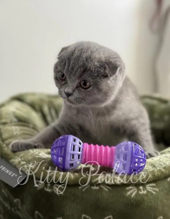 Blue Scottish Fold kitten Dana playing with a purple toy on a green plush bed
