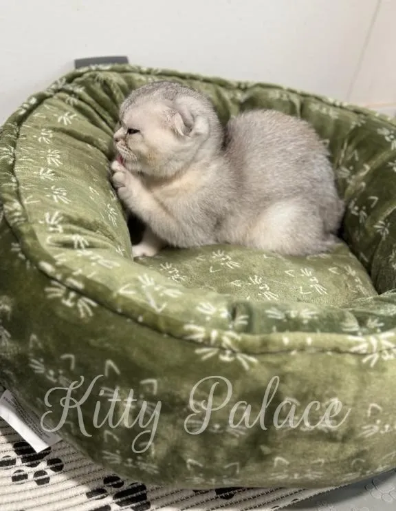 Cute Scottish Fold kitten Greta in black silver shaded color grooming her paw in a cozy green bed.