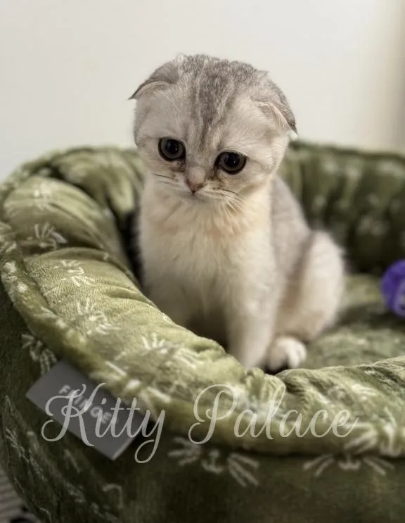 Greta the black silver Scottish Fold kitten with expressive eyes, sitting upright in a soft green bed.