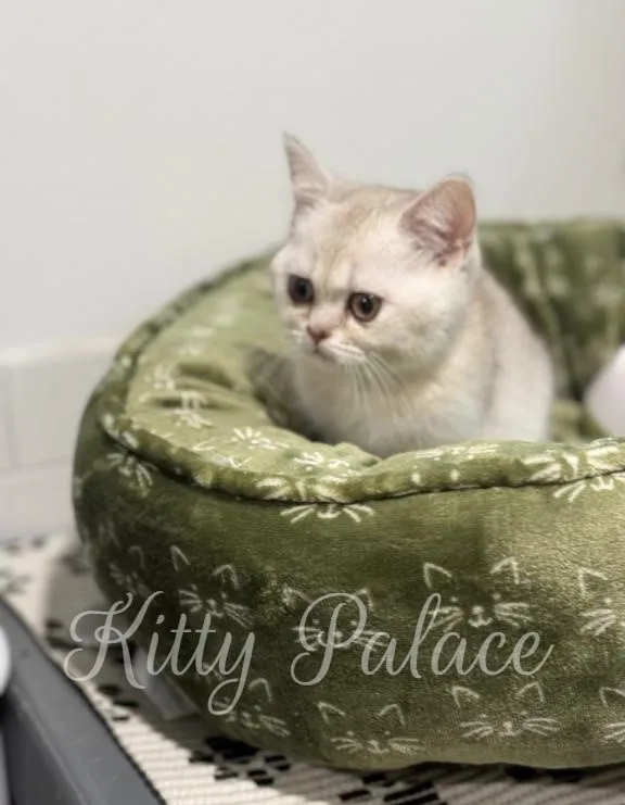 Alvin the black silver shaded Scottish Straight kitten sitting calmly in his cozy bed