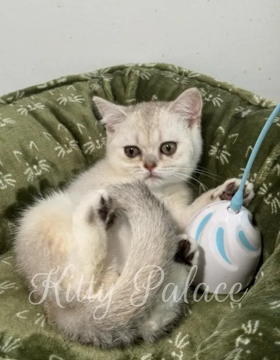 Scottish Straight black silver shaded kitten Alvin playing with a blue toy in a green cat bed