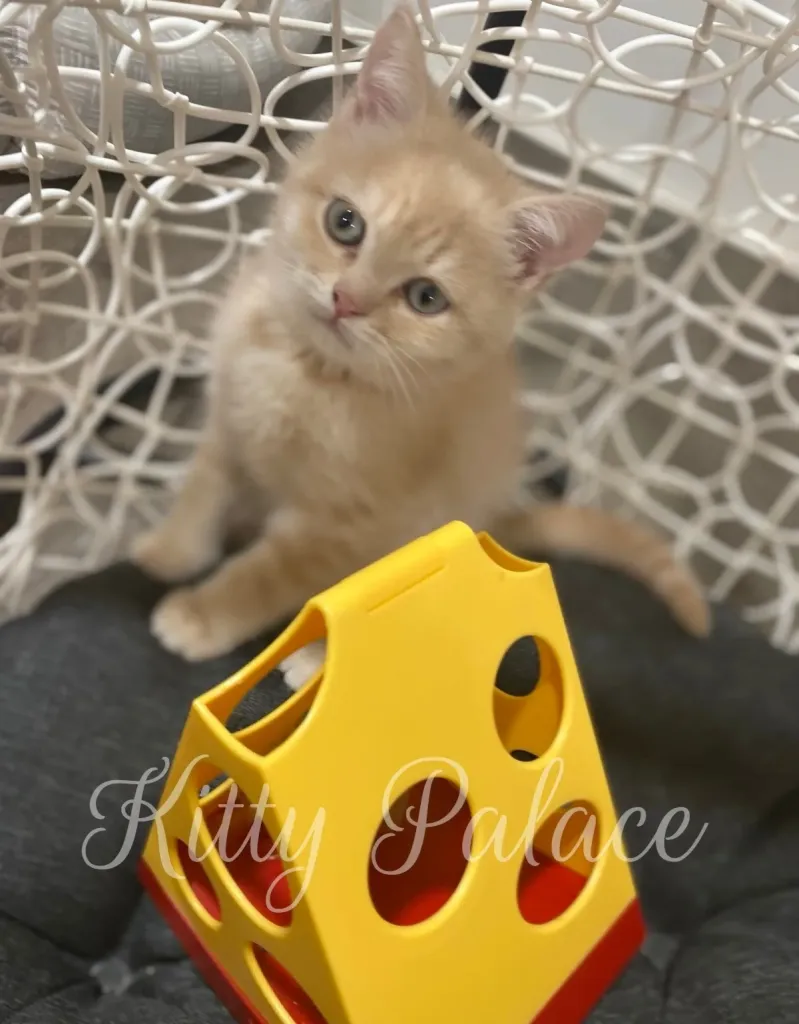 Playful cream kitten posing next to a yellow cheese toy on a round cushion chair