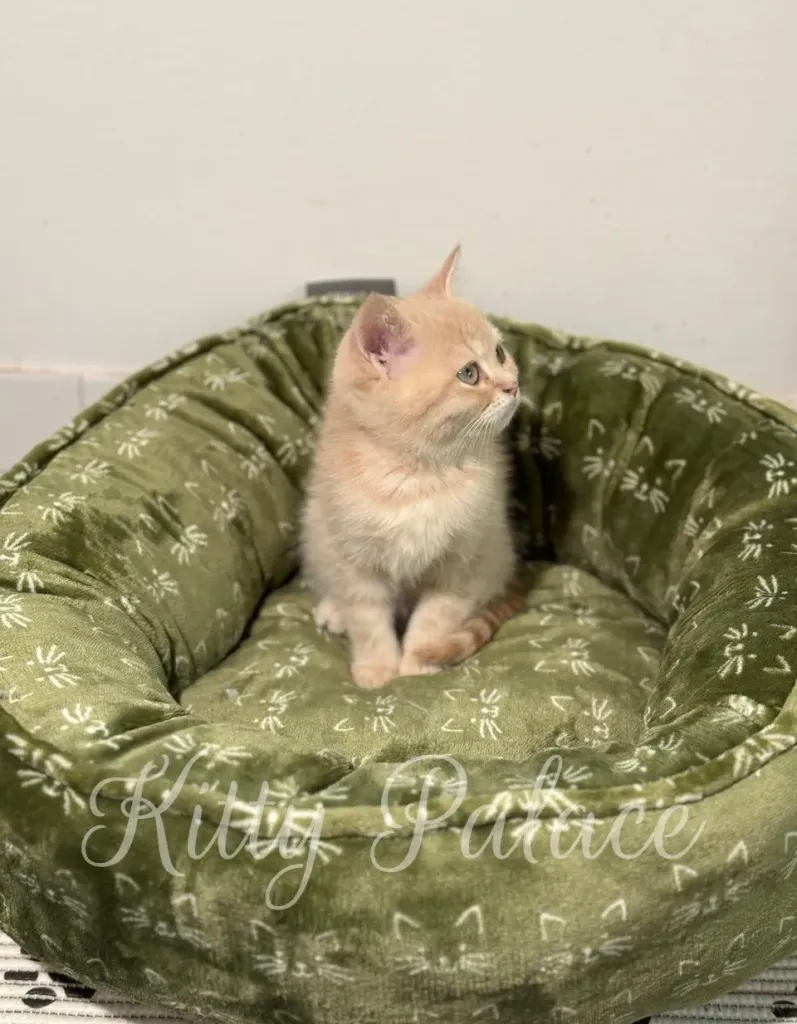 Scottish Straight cream tabby kitten Charlie sitting in a green cat bed with alert posture