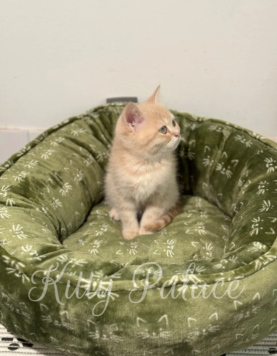 Scottish Straight cream tabby kitten Charlie sitting in a green cat bed with alert posture