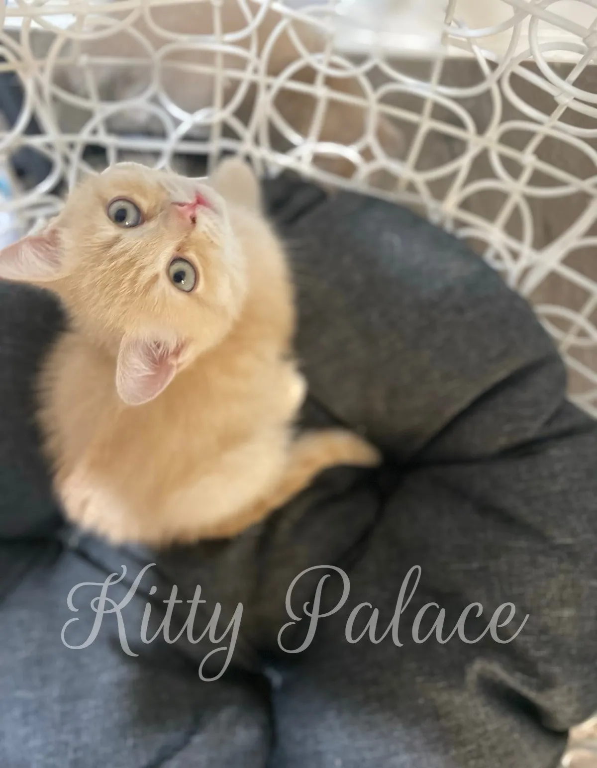 Cute cream tabby kitten looking up with wide eyes while sitting in a cozy grey nest