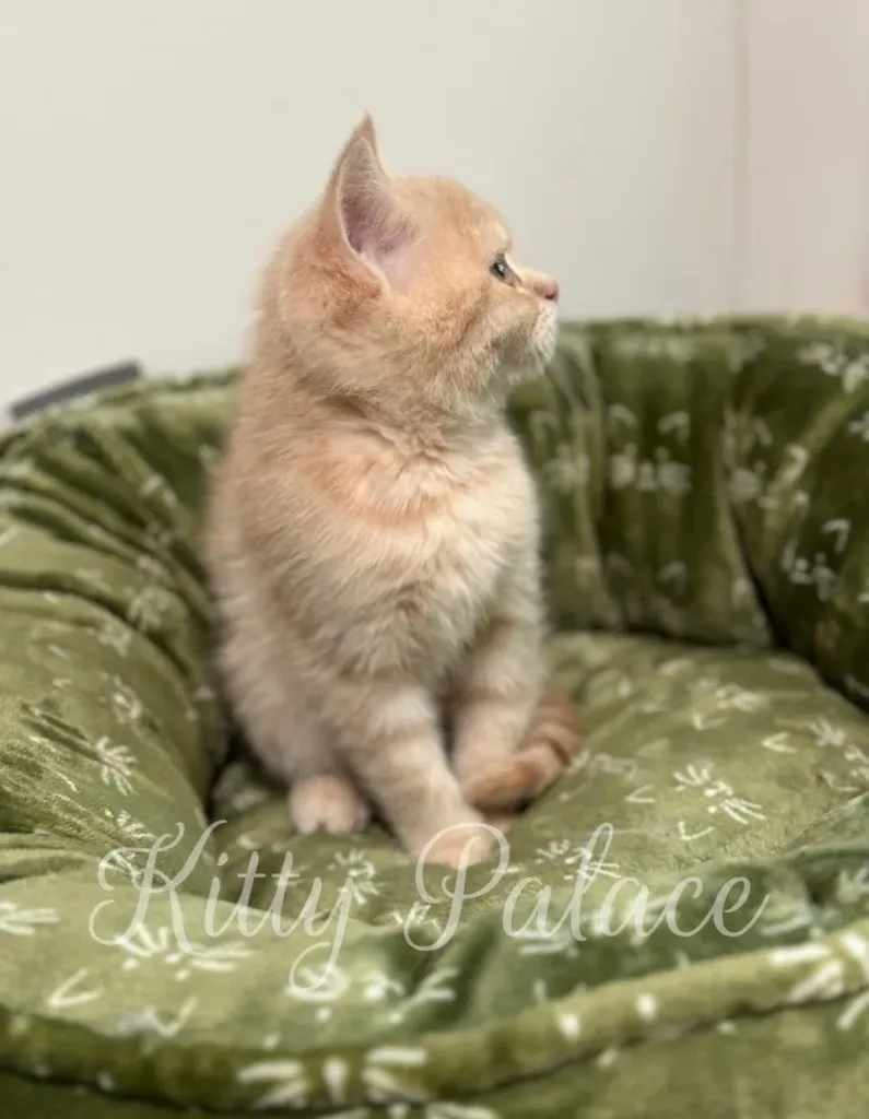 Cream tabby kitten Charlie sitting sideways on a green plush bed, showing his soft striped coat