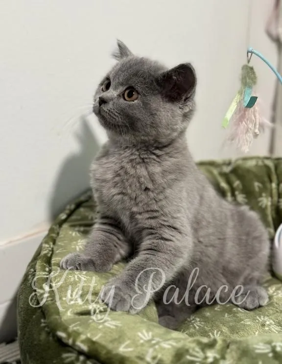 Curious blue kitten looking up while seated in a cozy green nest with toy feathers nearby