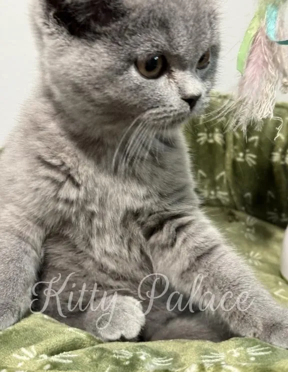 Close-up of a blue Scottish Straight kitten sitting attentively on a green plush bed