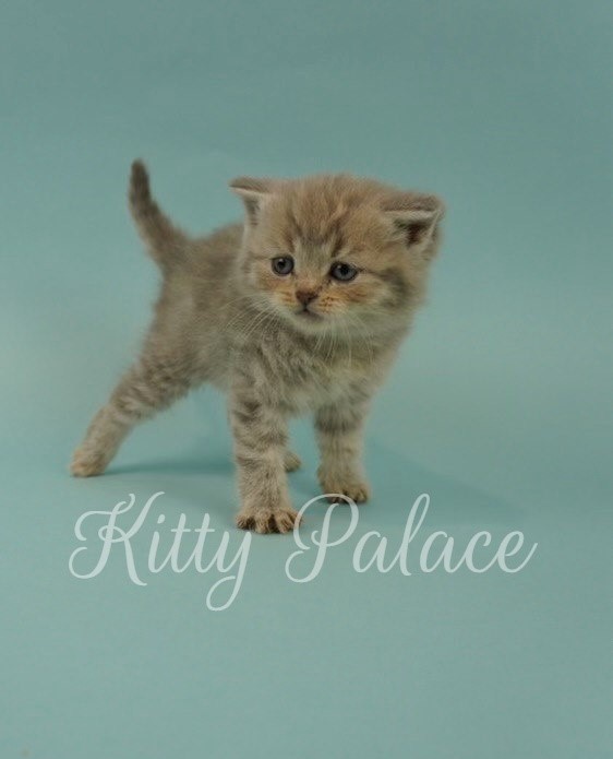 Charlotte. Female Scottish Straight Kitten For Sale in USA | Kitty Palace Cattery