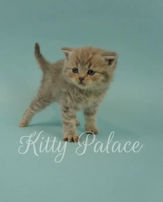 Curious Scottish Straight kitten Charlotte walking with tail up