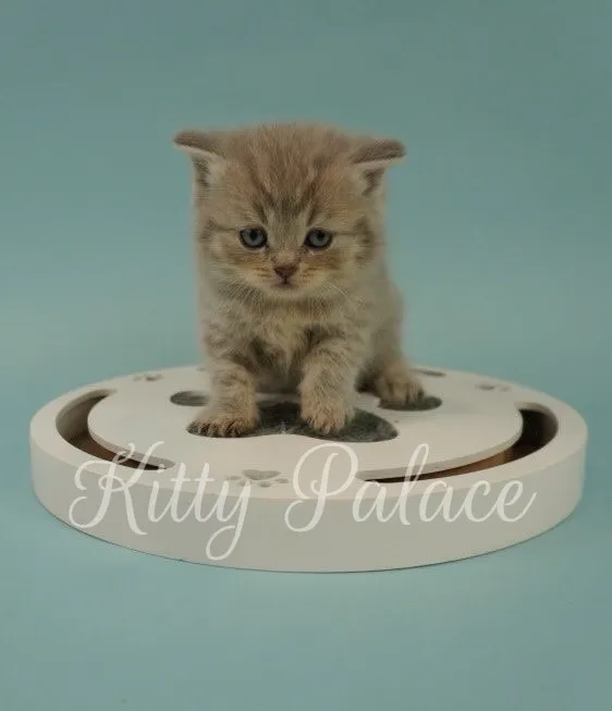 Chinchilla Scottish Straight cat kitten sitting on interactive white toy