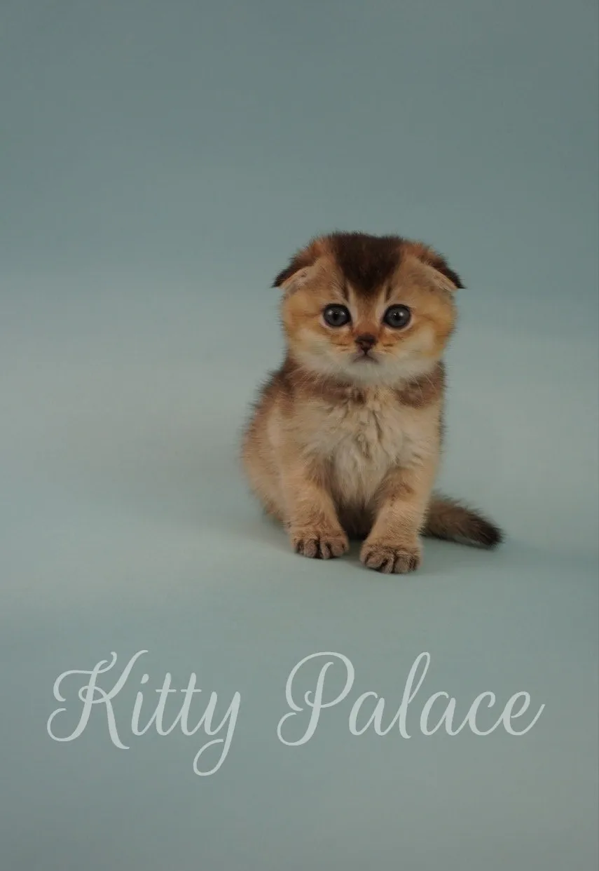 Calm Scottish Fold kitten sitting upright with big round eyes