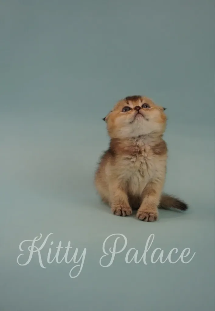 Portrait of Darcy looking up with folded ears – shows why cost of Scottish Fold cat is worth it
