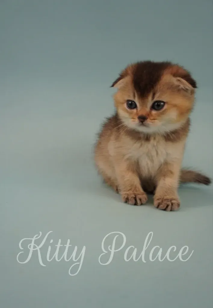 Sweet-faced kitten Darcy with golden fur and teddy-bear expression