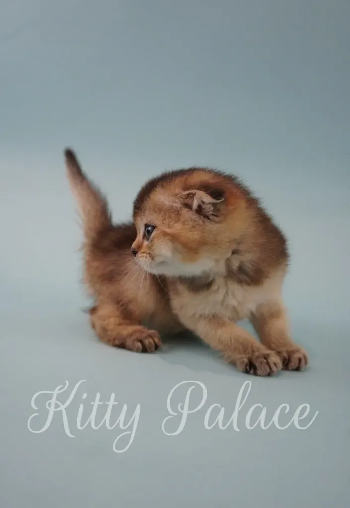 Scottish Fold kitten turning head – example of premium coat and calm personality