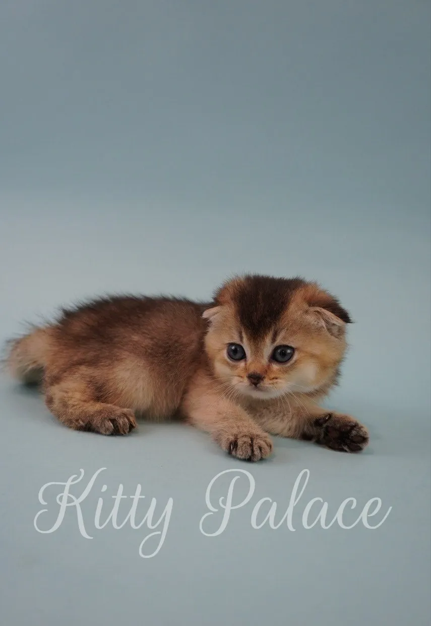 Darcy, a golden chinchilla kitten lying down and watching curiously