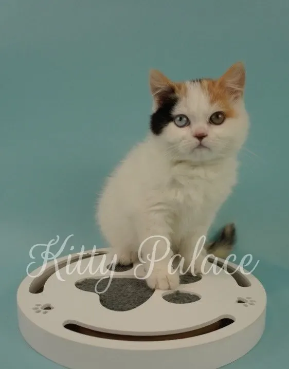 Scottish Straight female kitten sitting calmly with split-face markings