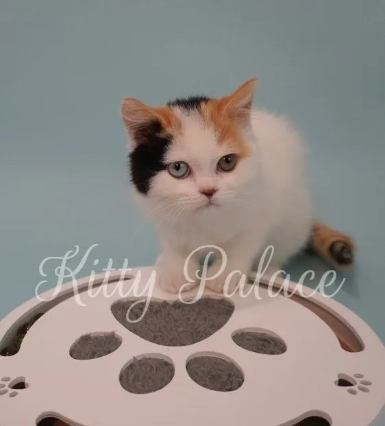 Eloise kitten with odd eyes playing on a white paw toy