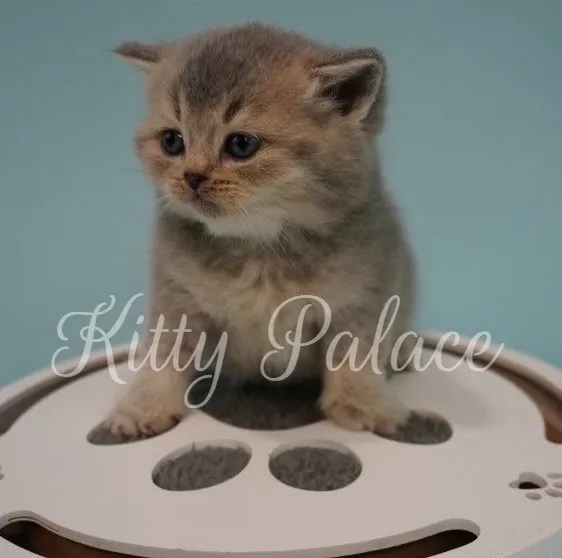 Ernie, the scottish straight chinchilla cat kitten, sitting on an interactive paw toy