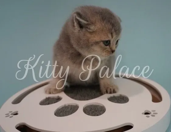 Fluffy blue golden chinchilla kitten sitting on a round cat toy