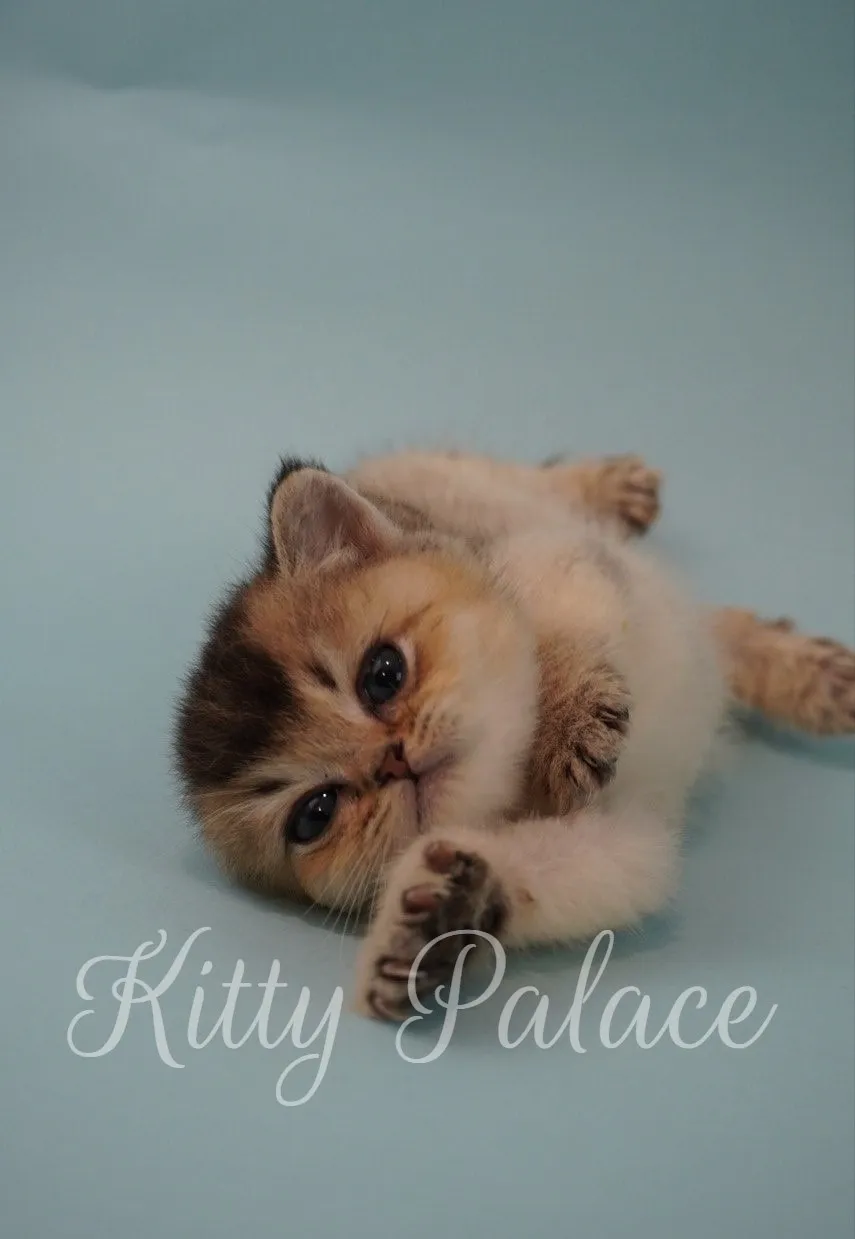 Playful kitten Figaro lying on his back with paws stretched out