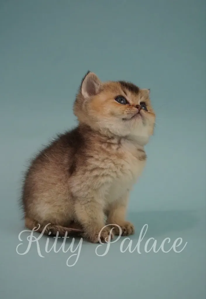 Scottish Straight cat for sale near me – Figaro looking majestic on blue background