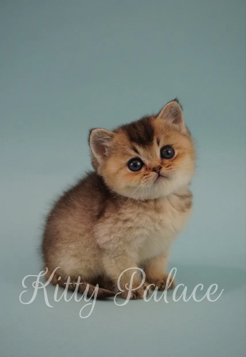 Golden chinchilla kitten Figaro sitting and looking attentively with round eyes