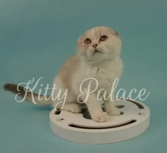 Bicolor Scottish Fold kitten Gracie on white toy, looking curious