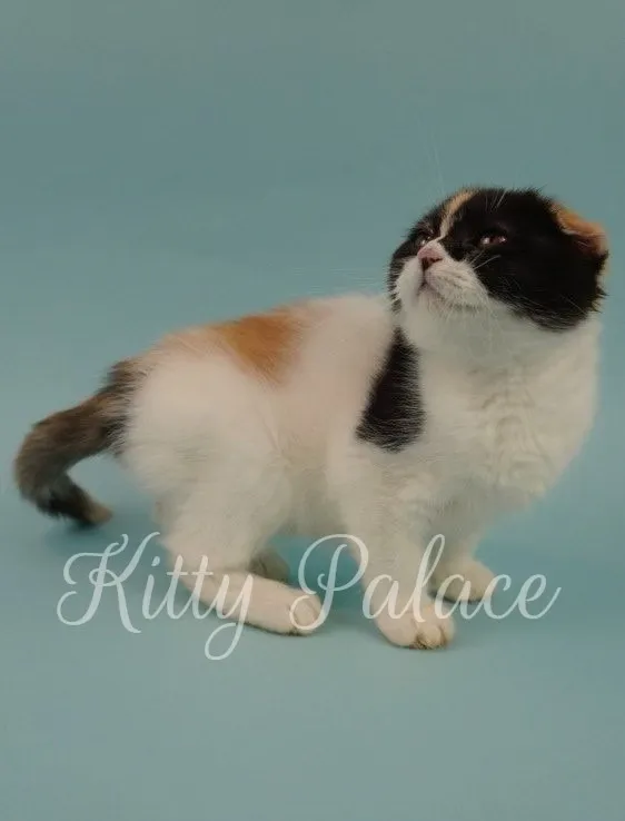 Fluffy tricolor kitten with white paws looking to the side