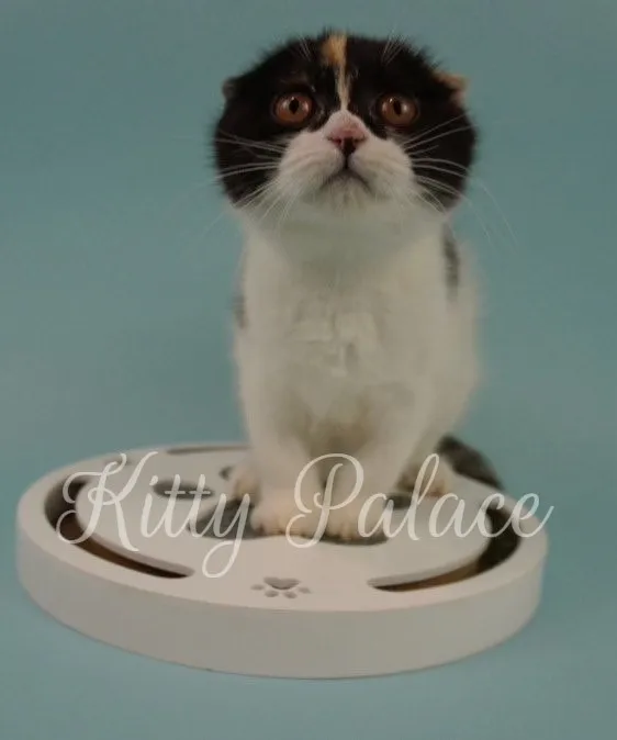 Front-facing portrait of tortoiseshell cats price kitten with round eyes