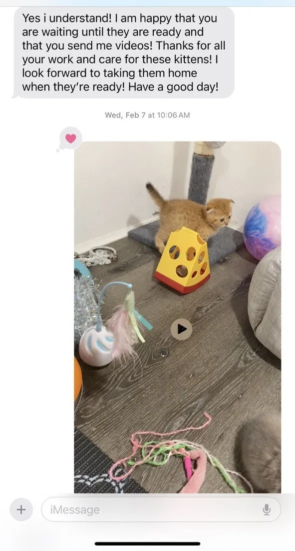 Kitty Palace Cattery - Scottish Kittens For Sale. Customer reviews