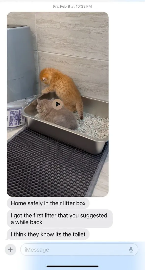 Kitty Palace Cattery - Scottish Kittens For Sale. Customer reviews