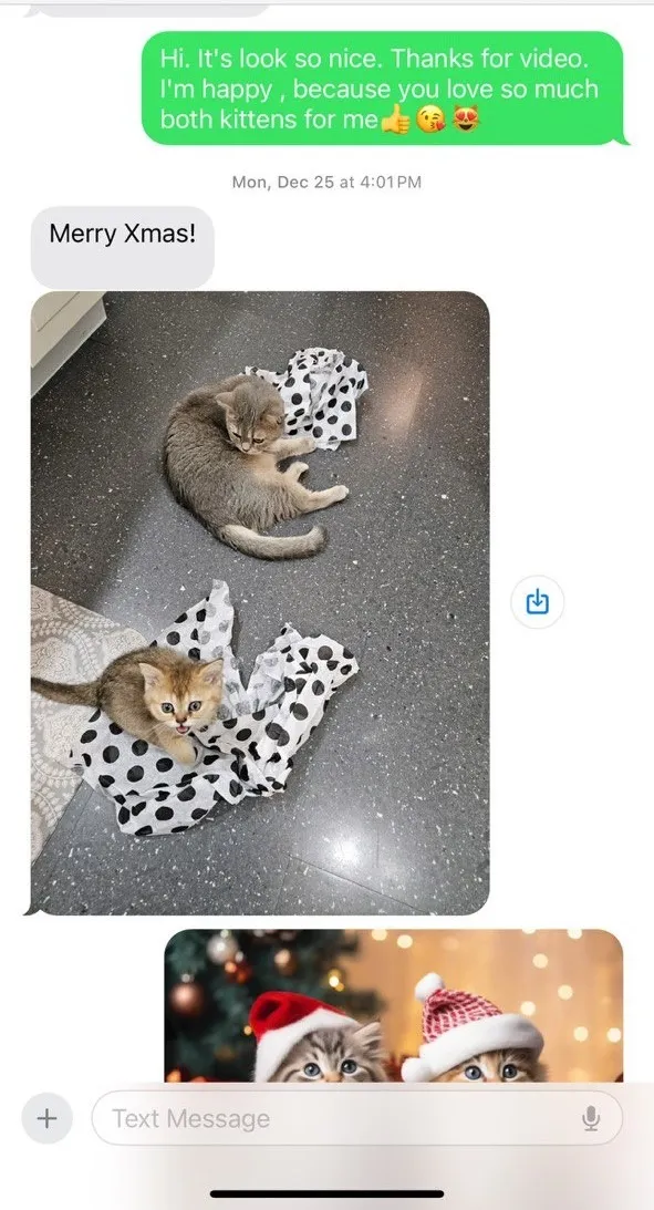 Kitty Palace Cattery - Scottish Kittens For Sale. Customer reviews