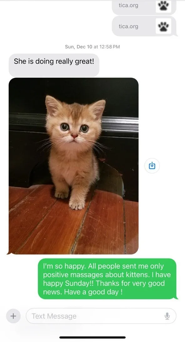Kitty Palace Cattery - Scottish Kittens For Sale. Customer reviews