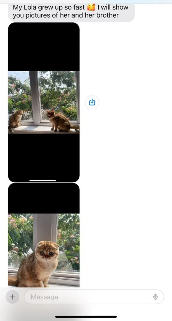 Kitty Palace Cattery - Scottish Kittens For Sale. Customer reviews