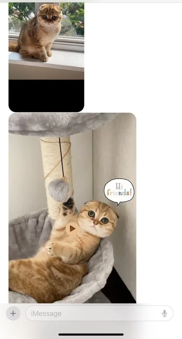 Kitty Palace Cattery - Scottish Kittens For Sale. Customer reviews