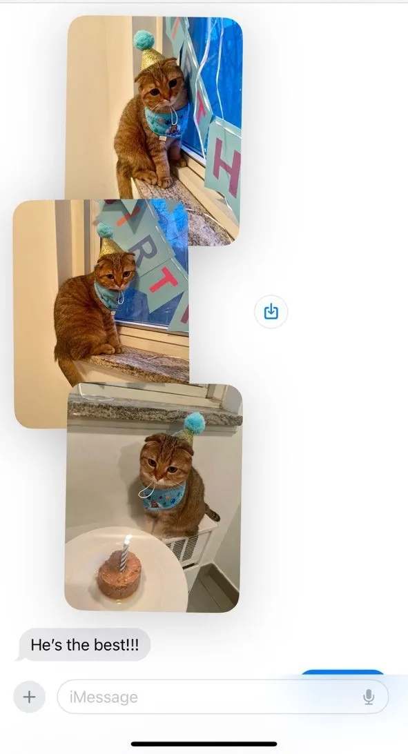 Kitty Palace Cattery - Scottish Kittens For Sale. Customer reviews. Breeders near me