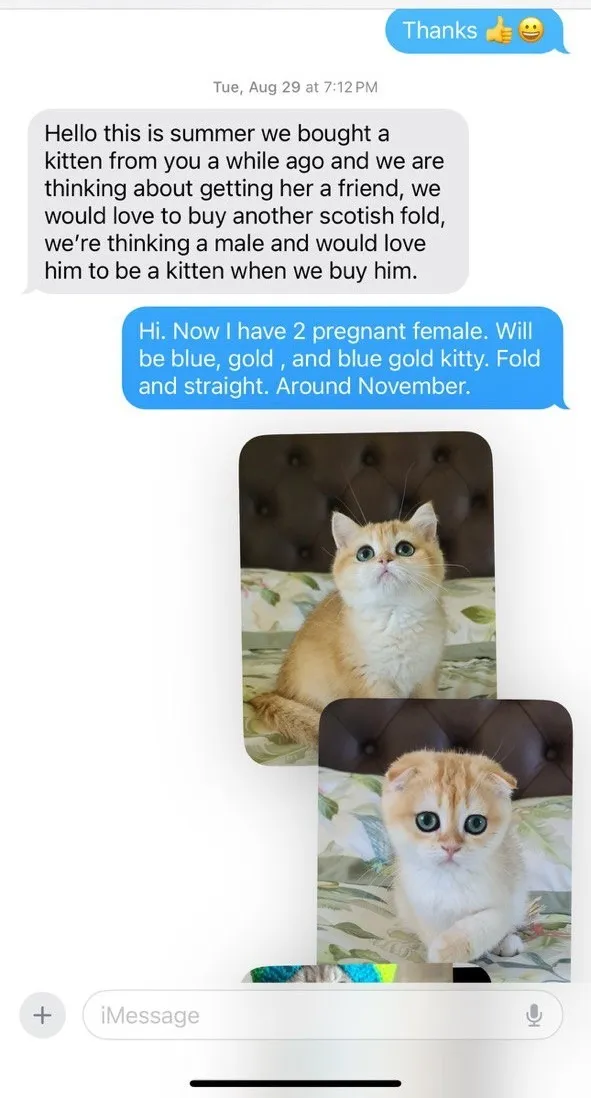 Kitty Palace Cattery - Scottish Kittens For Sale. Customer reviews. Breeders near me